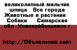 великолепный мальчик шпица - Все города Животные и растения » Собаки   . Самарская обл.,Новокуйбышевск г.